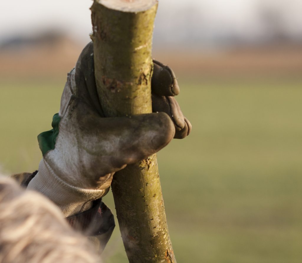 Foto: Willem Heijdeman