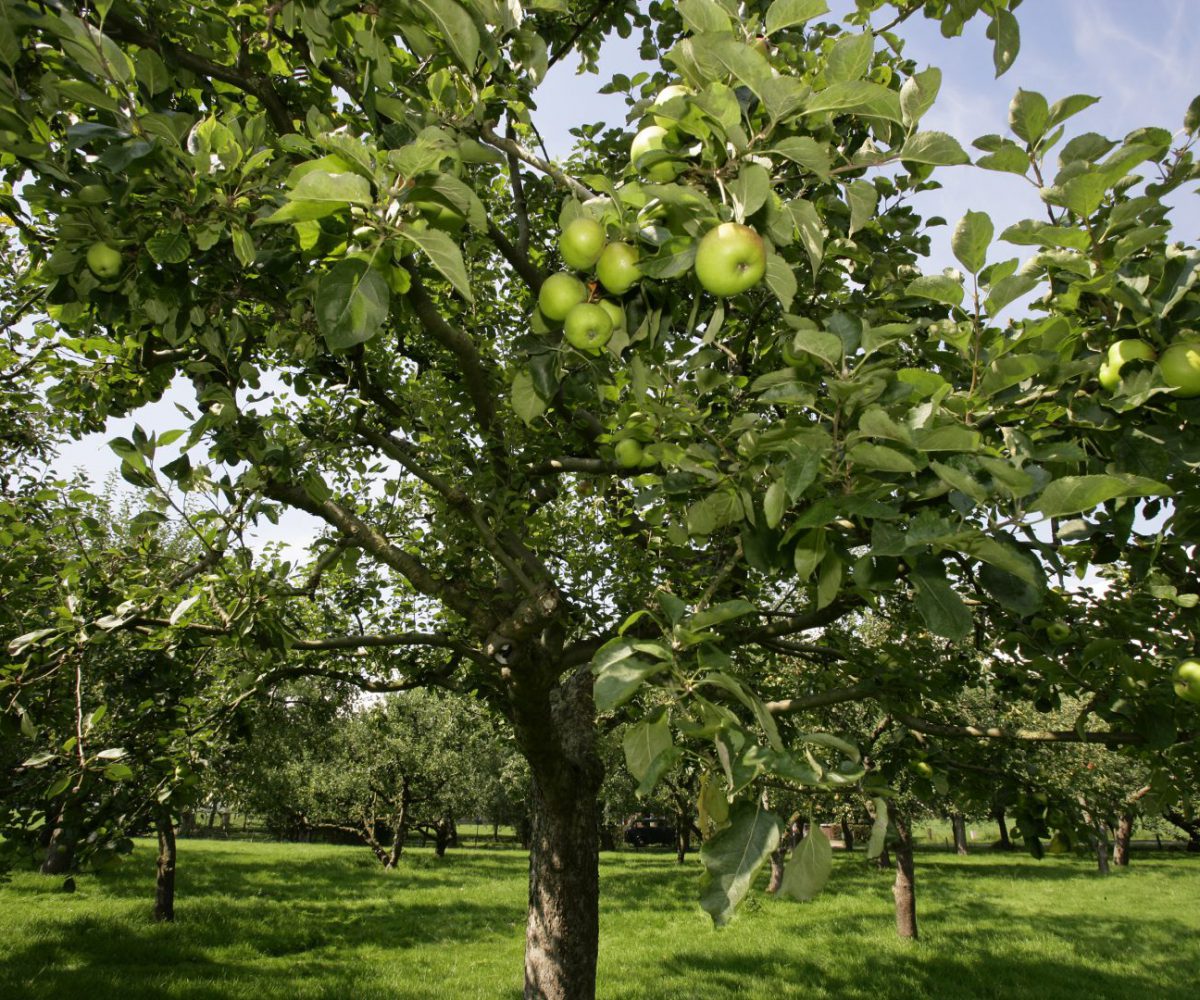 boomgaard appelboom