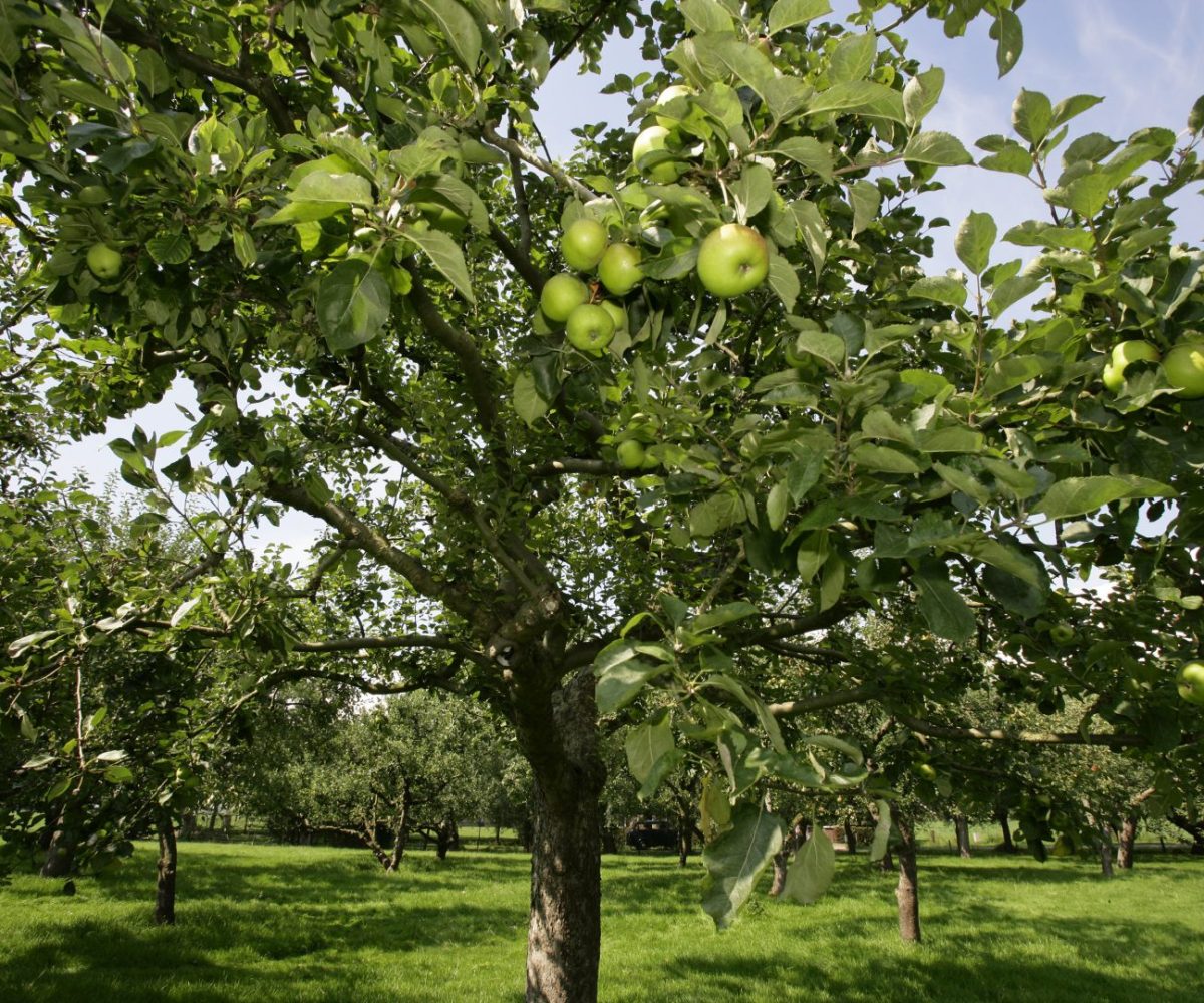 boomgaard appelboom