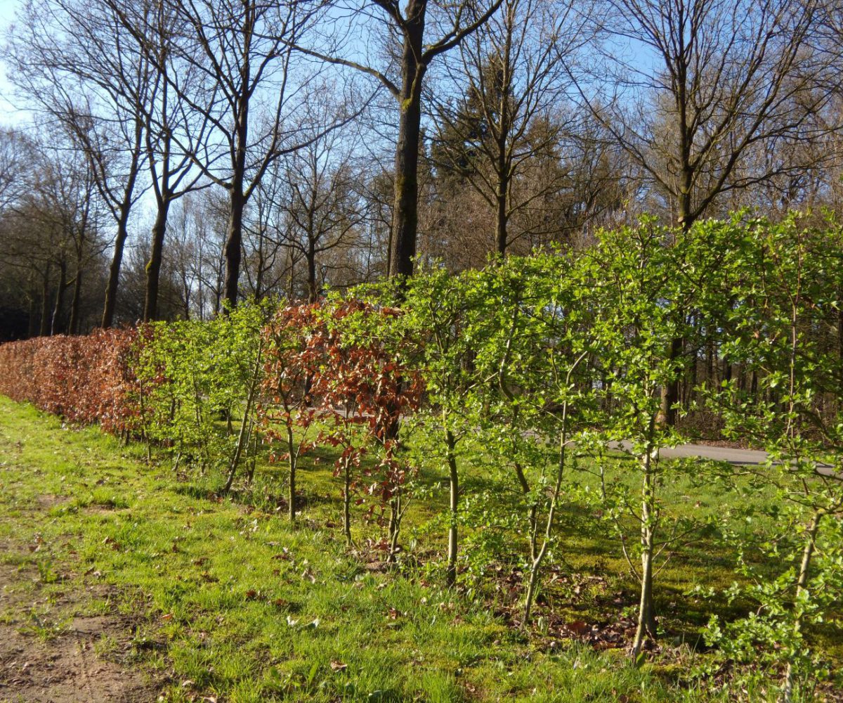 Beukenhaag, foto: Kristianne van der Put